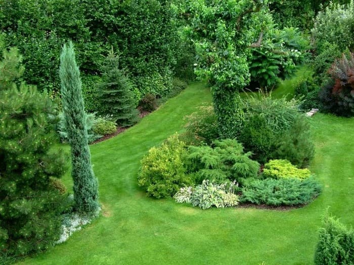 conifères dans le jardin