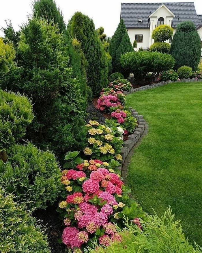 conifers in the garden