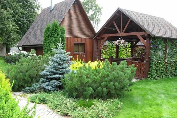 conifères dans le jardin