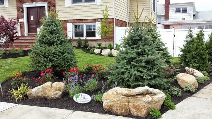 conifers in the garden