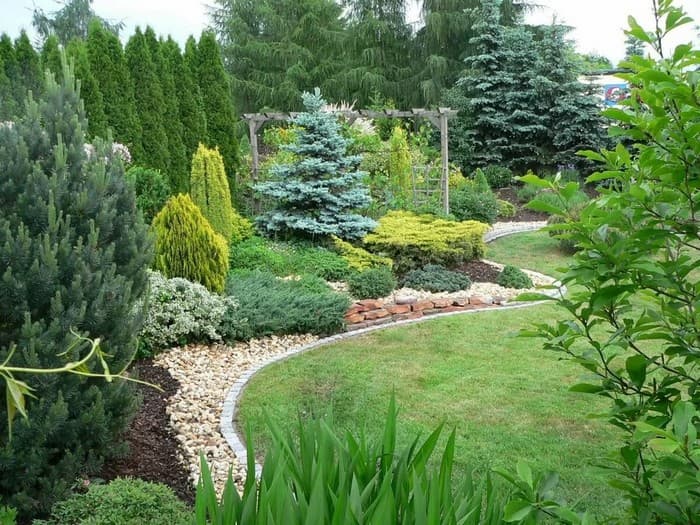 conifers in the garden