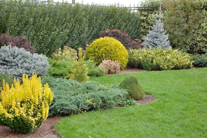 conifères dans le jardin