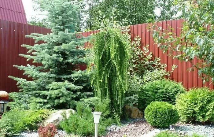 conifères dans le jardin