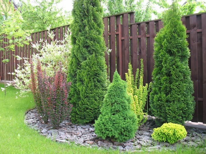 conifers in the garden