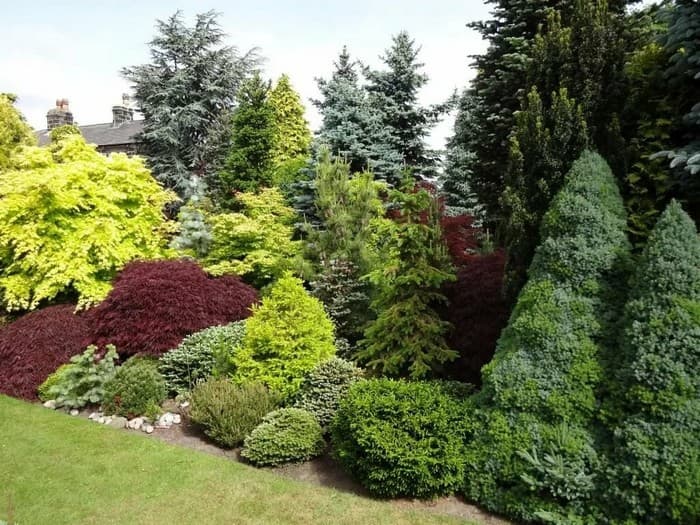 conifers in the garden