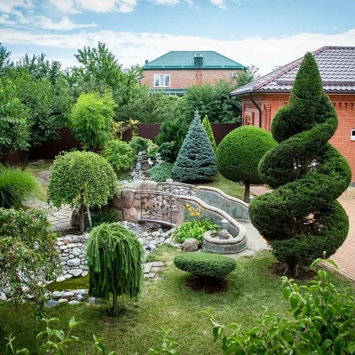 conifers in the garden