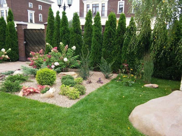 conifers in the garden