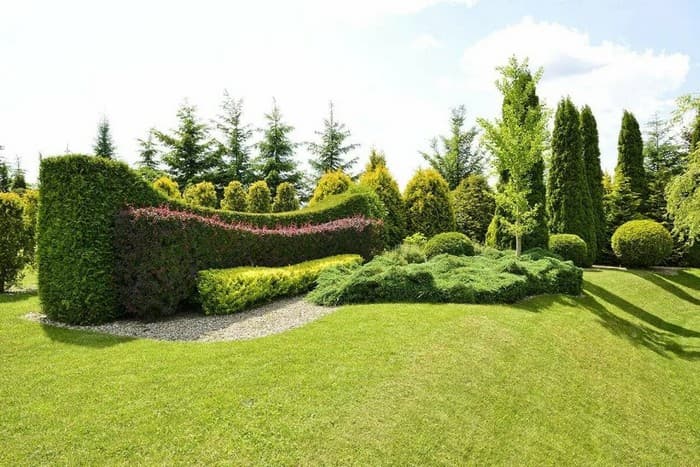 conifers in the garden