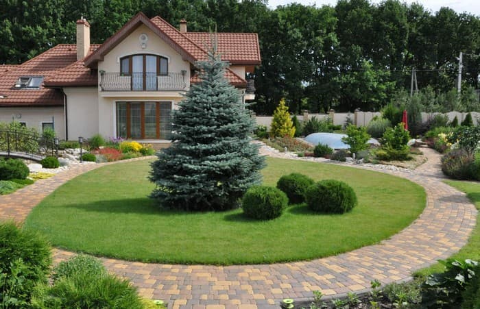 conifères dans le jardin