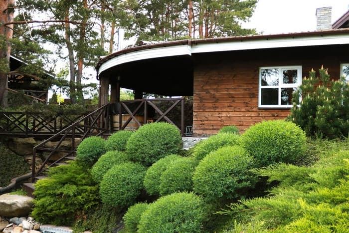 conifers in the garden