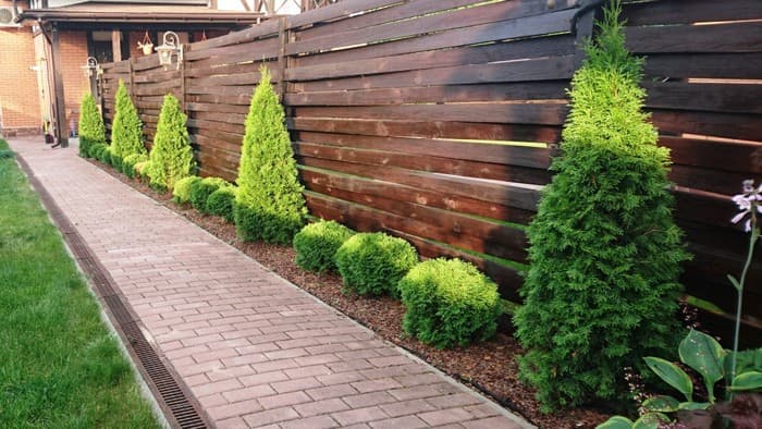 conifers in the garden