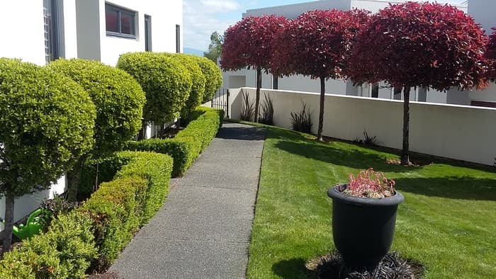 courtyard landscape