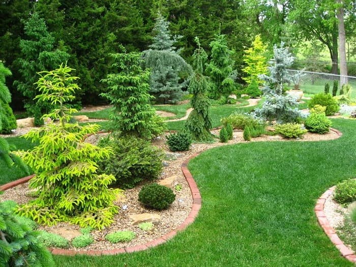 miniature conifers