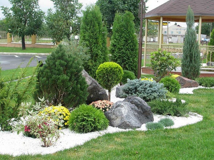 conifers in landscape design