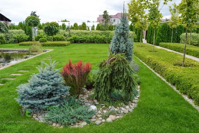 conifers in landscape design