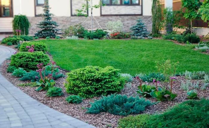 conifers in landscape design