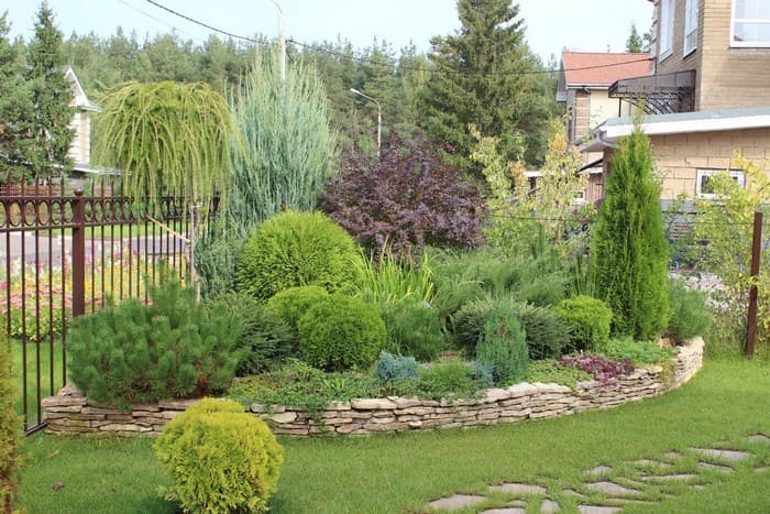 conifers in landscape design