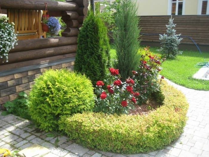 conifers in landscape design