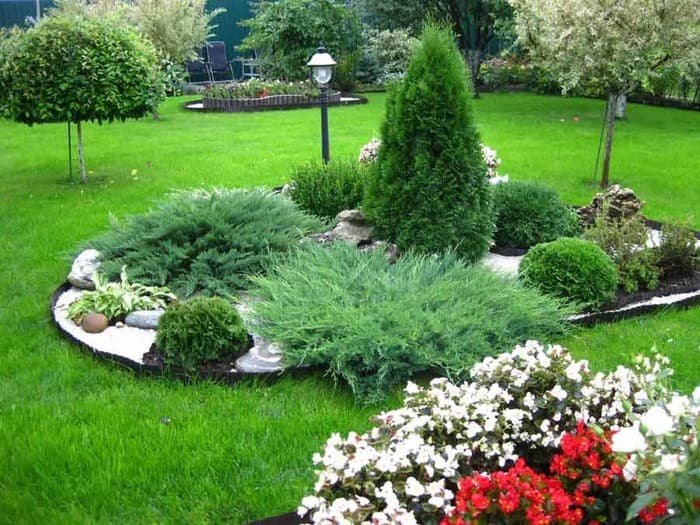 conifers in landscape design