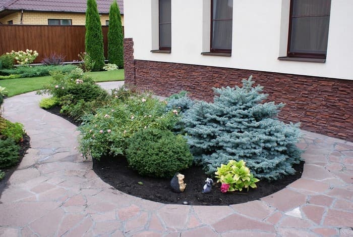 conifers in landscape design