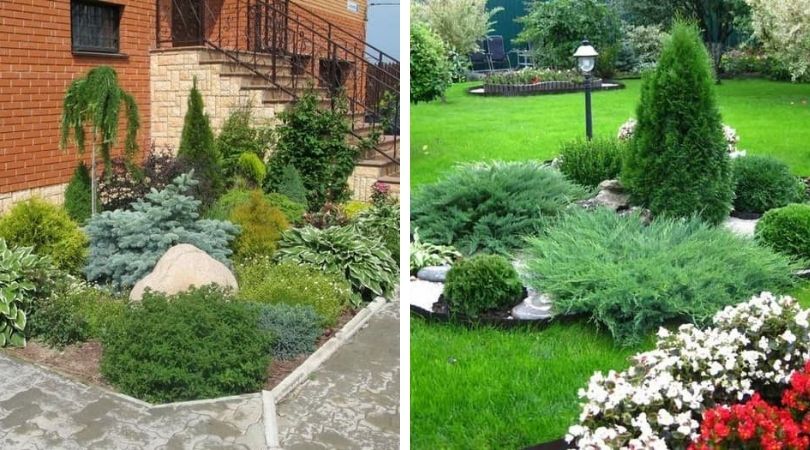 conifers in landscape design