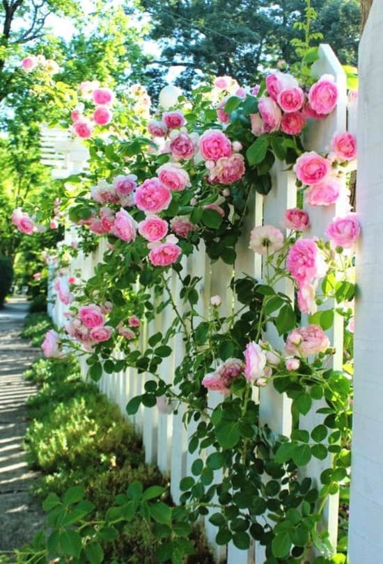 décoration de parterre de fleurs devant la maison
