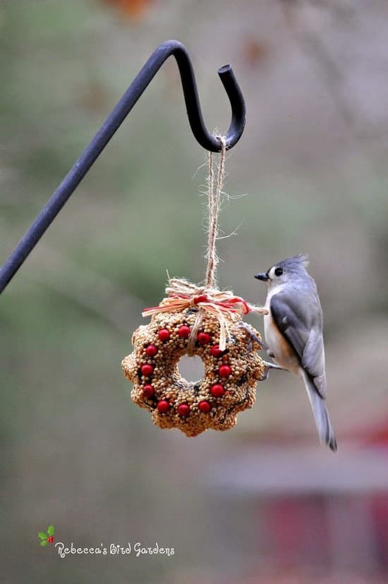 מאכילי ציפורים